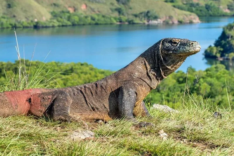 Komodo Island: Komodo Dragons & Islands Day Tour