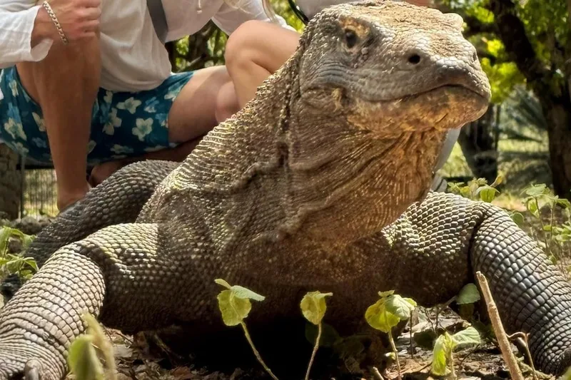 Labuan Bajo: 2D1N Komodo & Pink Beach Shared Boat Tour