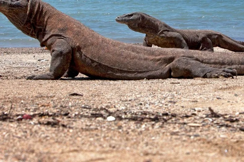 Komodo Island Day Trip with Snorkeling, Private or Sharing