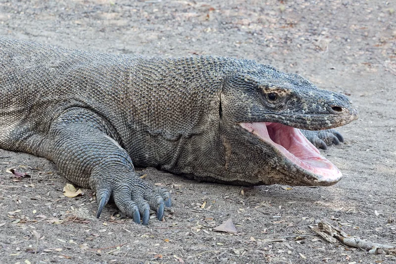 A Komodo dragon on the beach at Komodo Island
