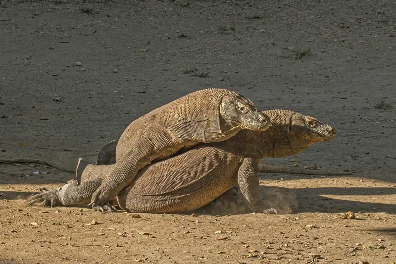 Two dragons squaring up on open ground