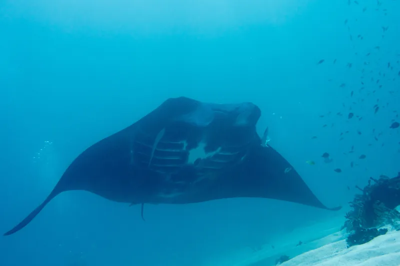 A reef manta ray, the species you look for at Manta Point